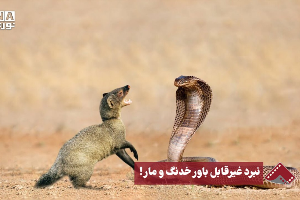 نورنما | نبرد غیر قابل باور خدنگ و مار!