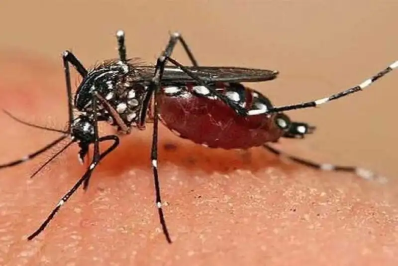 تب دنگی از مرزهای ایران عبور کرده؟