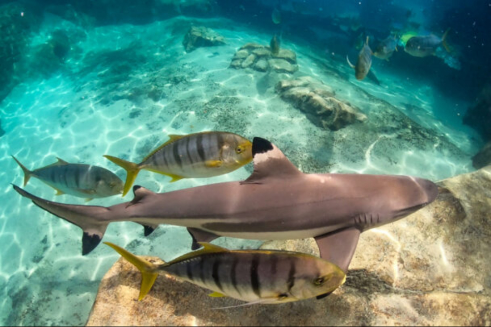 ممنوعیت عرضه غذاهای تهیه‌شده از کوسه و سفره‌ماهی