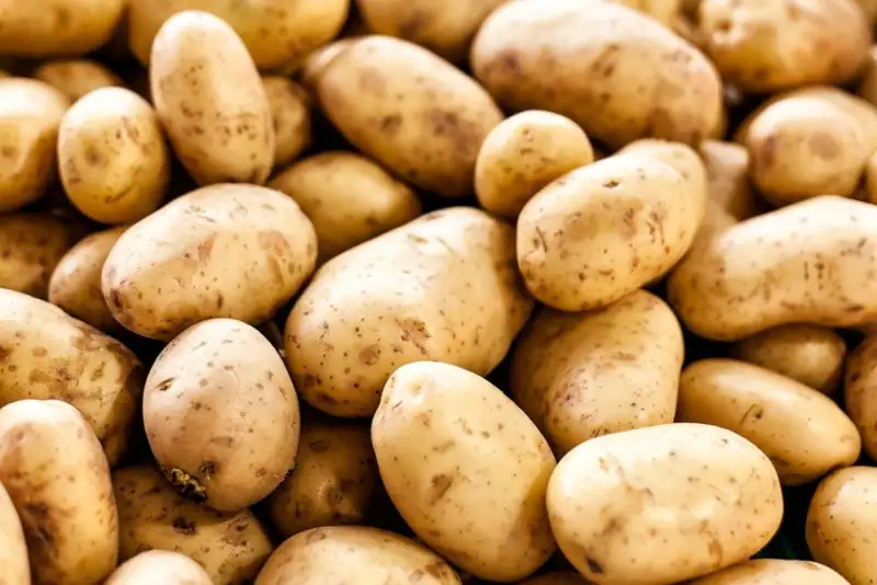 سیب‌زمینی به صف صادرات برگشت!