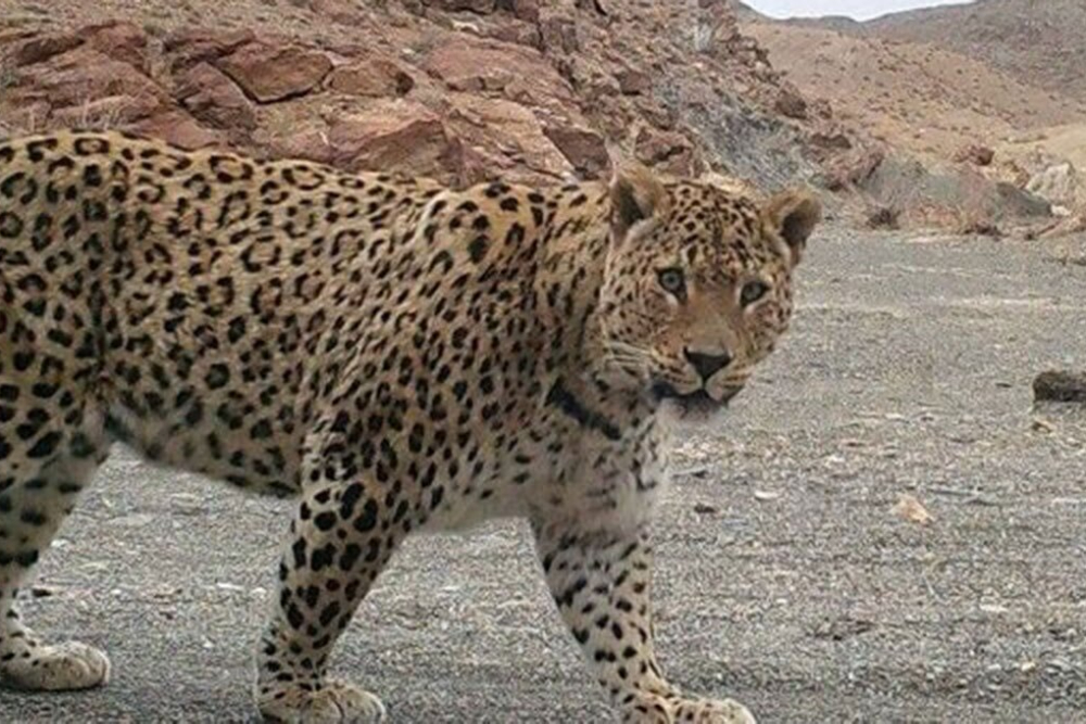 حمله مرگبار دو پلنگ در شاهرود؛ گوسفندان قربانی شدند + فیلم