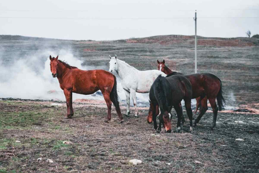 تصاویر دیده نشده از کوچ اسب های آزاد در دل کوه‌های گیلان+ فیلم