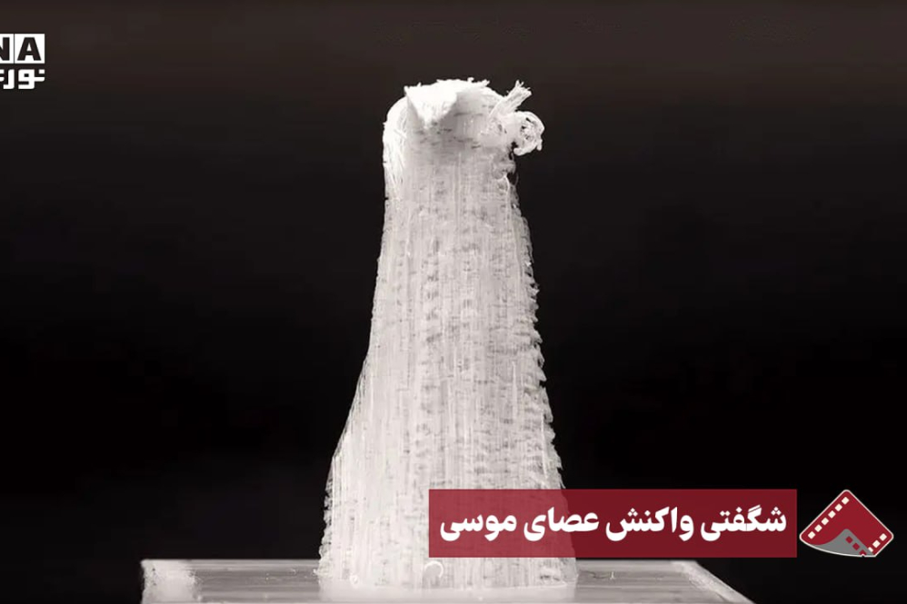 نورنما | شگفتی واکنش عصای موسی