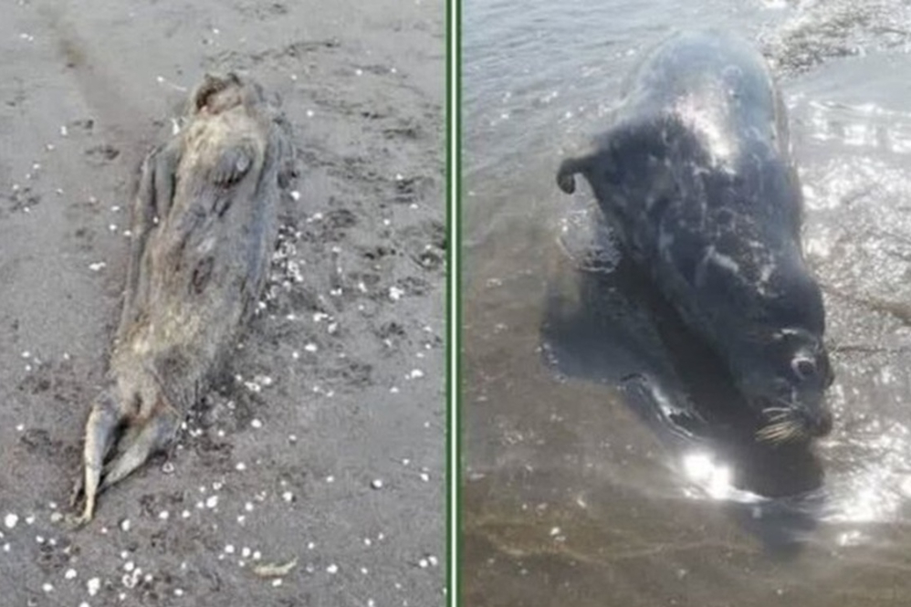 زنگ خطر برای فوک‌های دریای خزر؛ لاشه‌های جدید در مازندران کشف شد