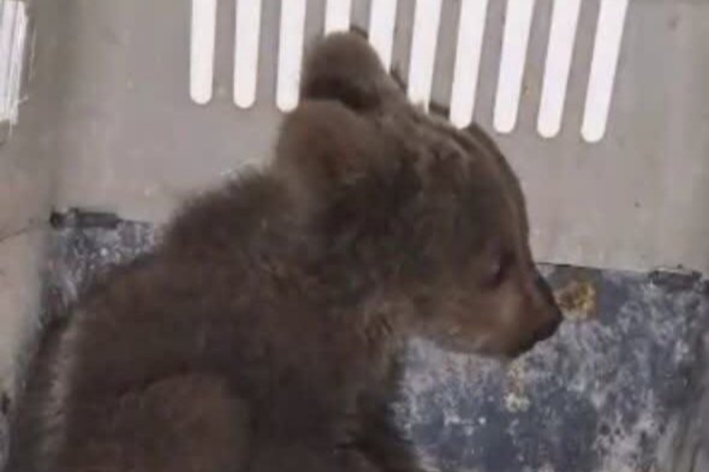 توله خرس دوم سر جایش است / شایعات را باور نکنید