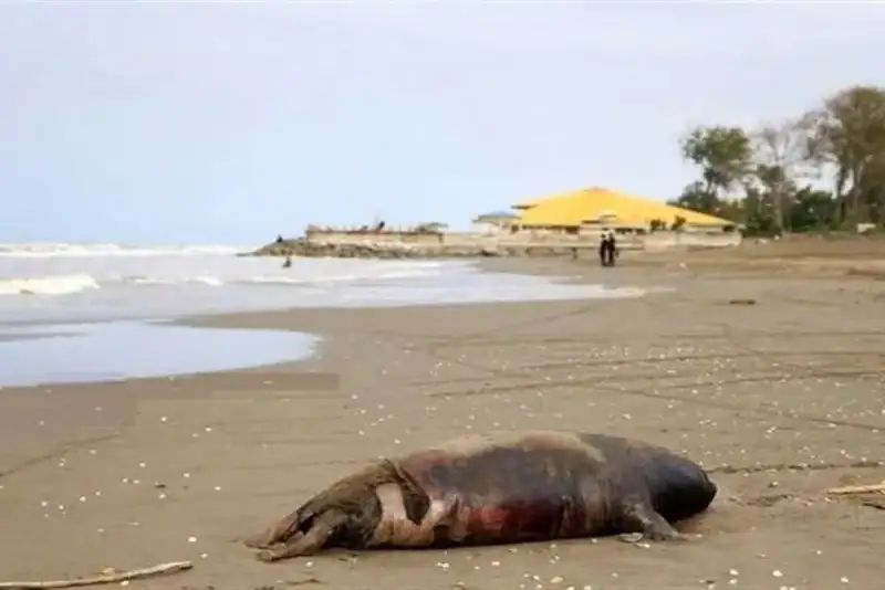 کشف لاشه یک فوک خزری دیگر در سواحل بابلسر