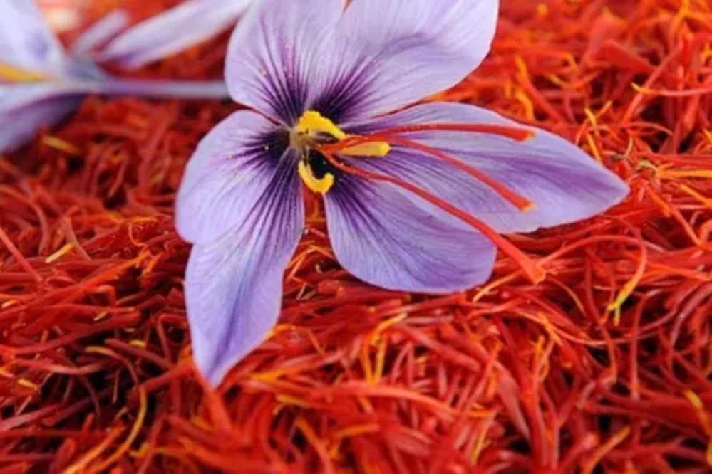 30% 的伊朗藏红花出口到意大利