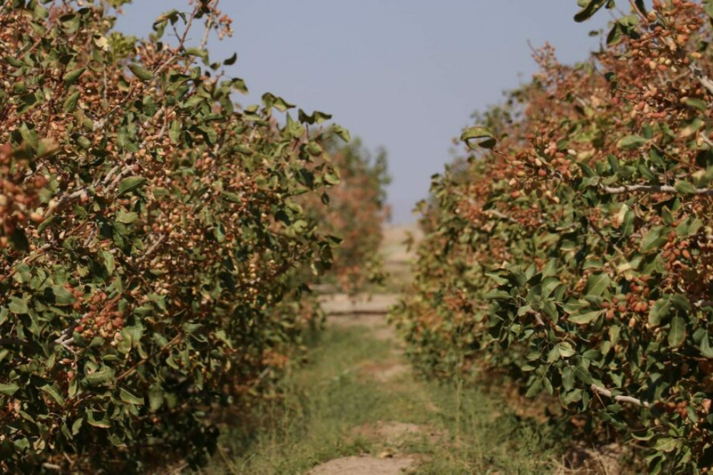 ایران نما | معرفی جاذبه های گردشگری شهرهای ایران(93) « بهرمان»