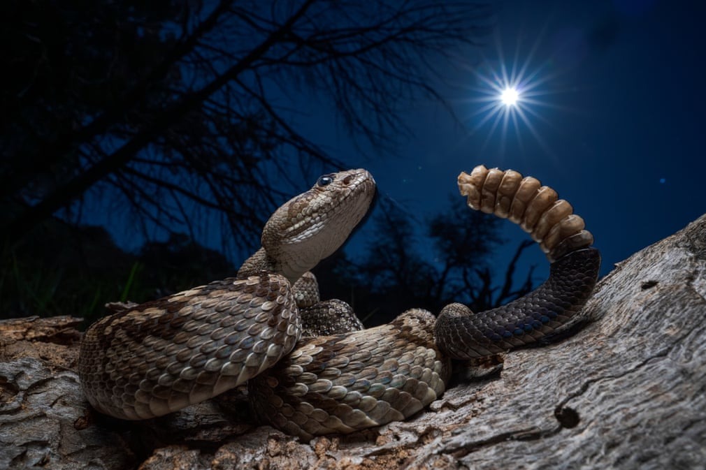 برندگان مسابقه جهانی عکاسی حیات وحش