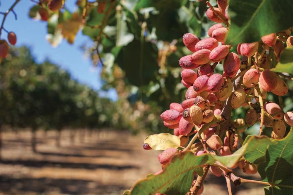 کوچ طلای سبز ایران به حاشیه بازار جهانی