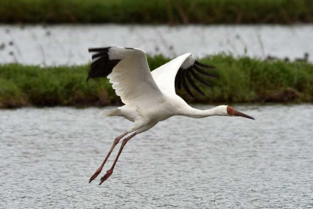 «امید»؛ آخرین بازمانده درنای سیبری در ایران