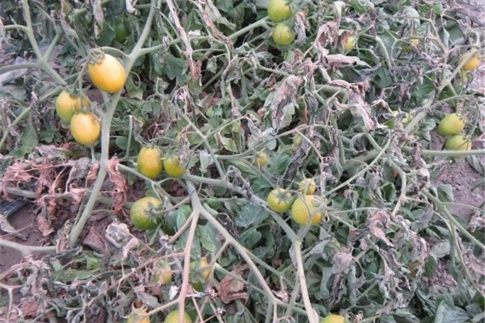 هشدار هواشناسی به کشاورزان با ورود هوای سرد