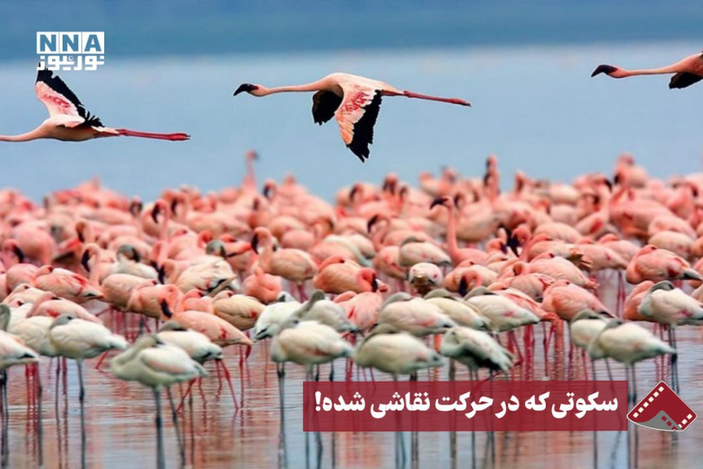 نورنما |سکوتی که در حرکت نقاشی شده!