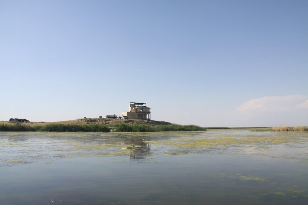 بازگشت حیات به تالاب کانی‌برازان مهاباد
