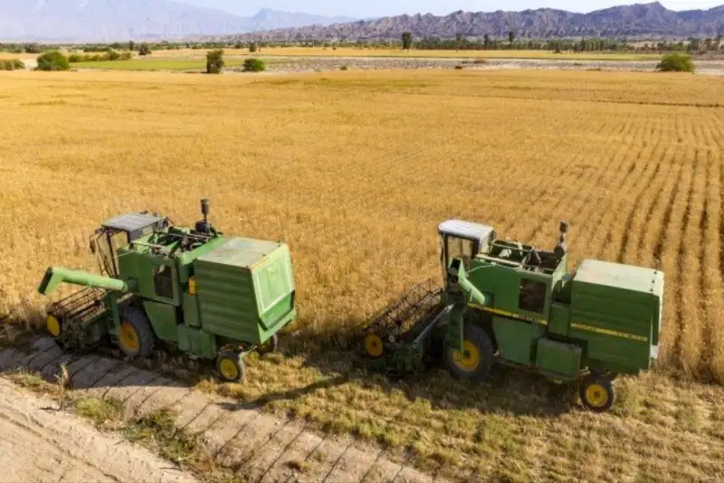 قیمت جدید گندم تا هفته آینده اعلام می‌شود