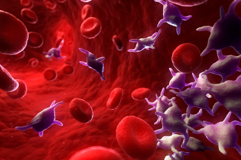 «پلاکت»؛ فرآورده‌ای با عمر کم و فواید زیاد