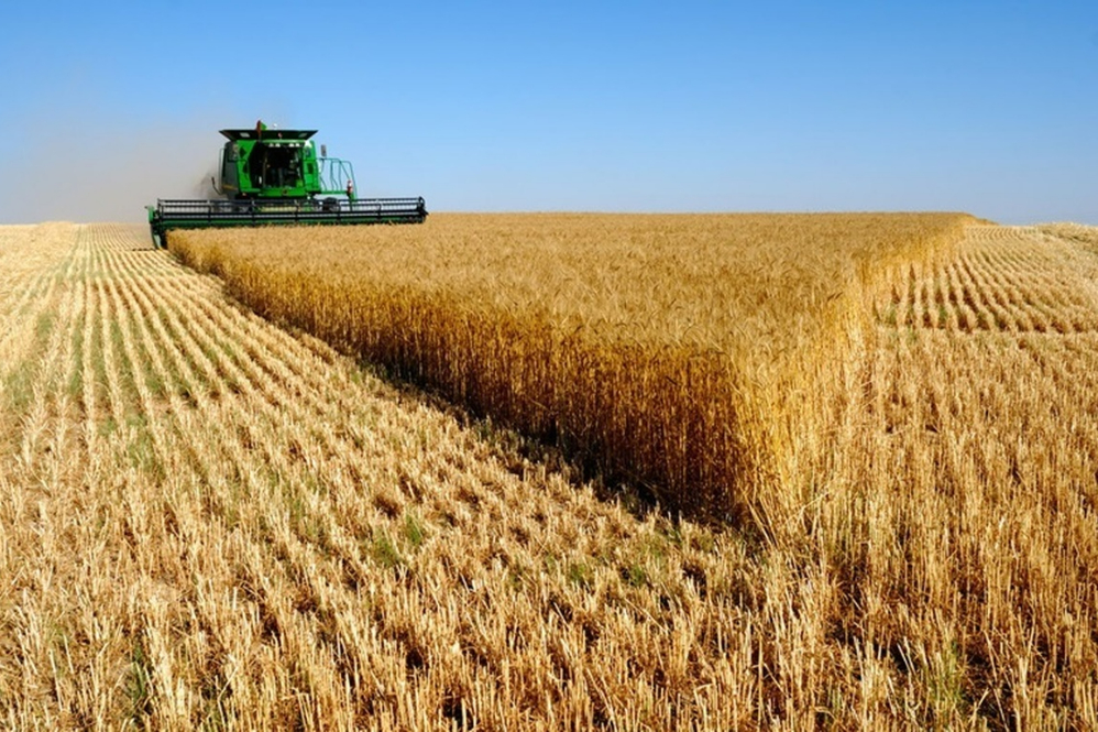 نماینده مجلس:قیمت کمتر از 50 هزار تومان برای گندم امنیت غذایی را تهدید می‌کند