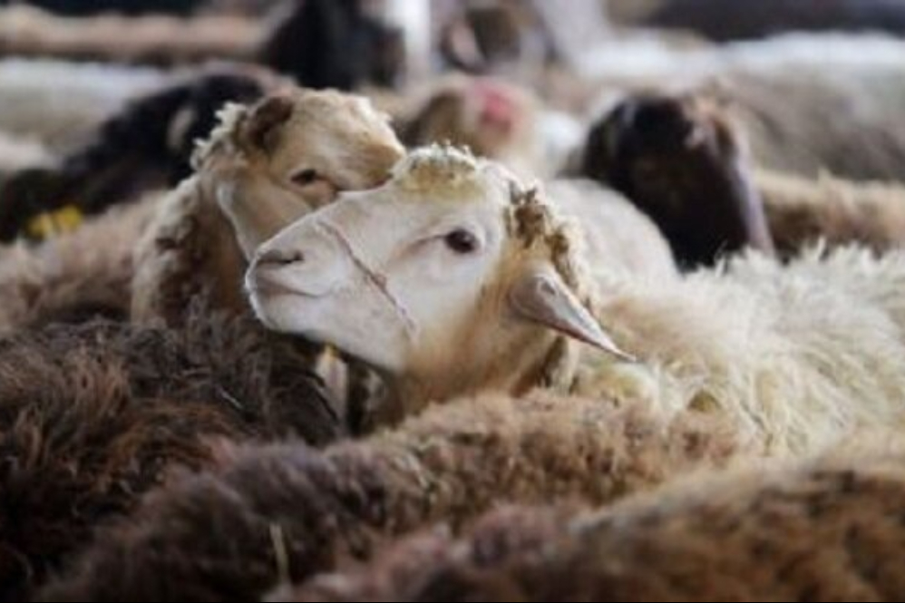 توقیف 15 تریلی دام غیرمجاز در سرخس