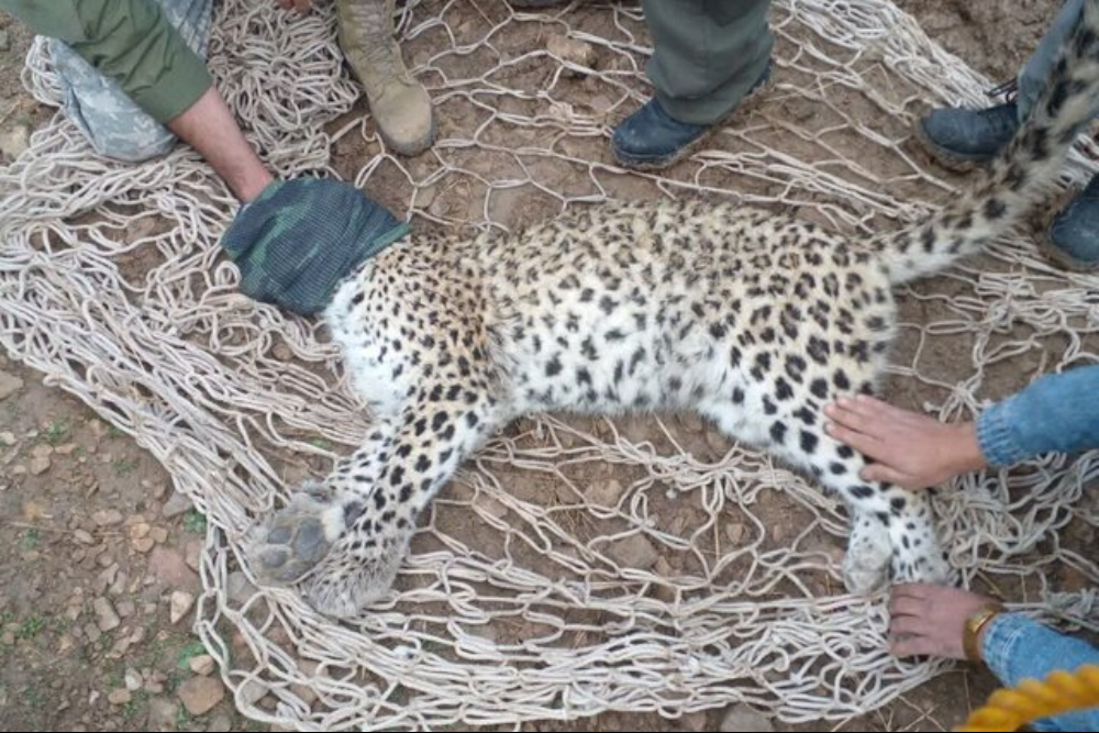 دلیل تلف شدن پلنگ در پناهگاه حیات وحش عباس‌آباد چه بود؟