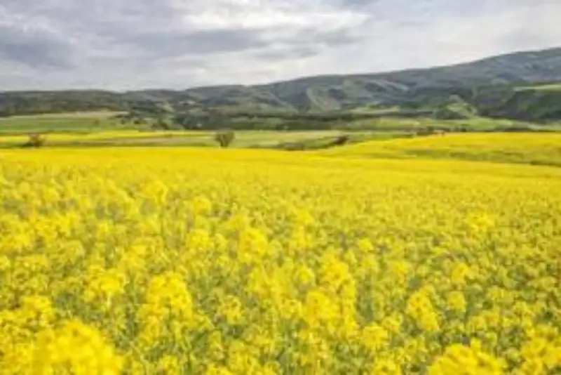 خراسان شمالی پیشتاز کشت کاملینا شد