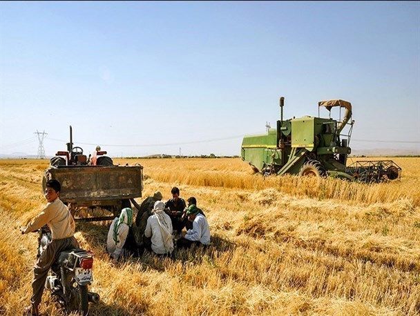 نیاز به واردات شش میلیون تن گندم