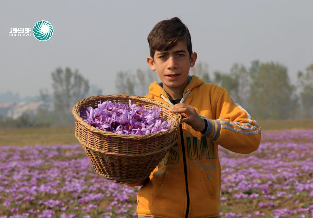 زعفران سرخ کشمیر